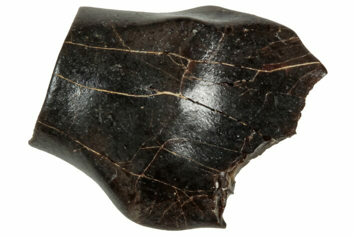 Bargain, Fossil Nodosaur Tooth - Judith River Formation #313282
